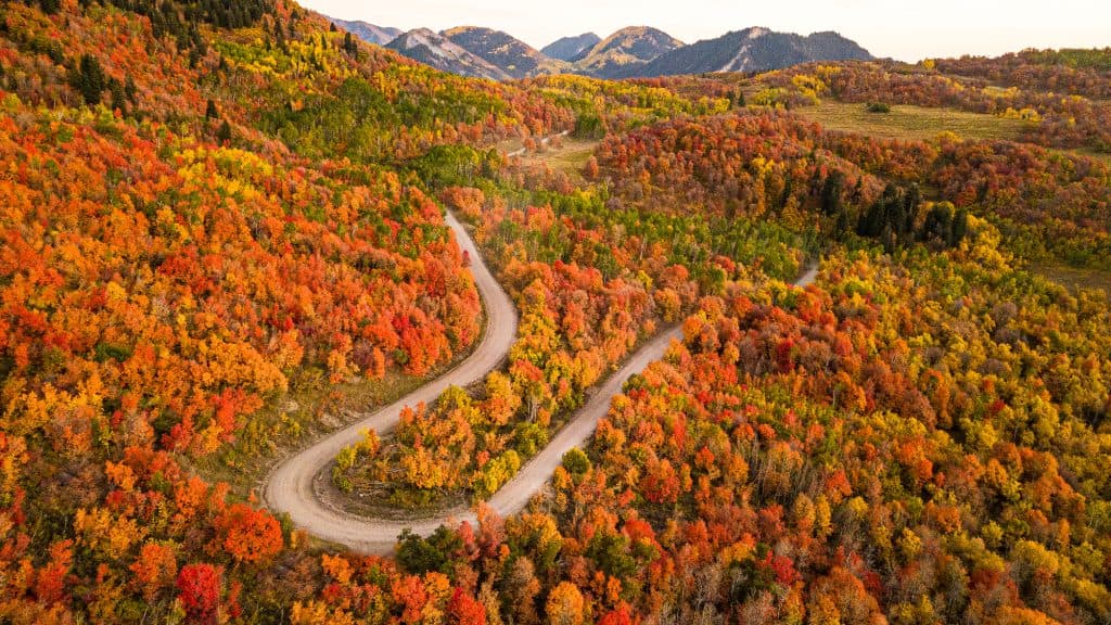 Fall foliage along a winding canyon road in Utah